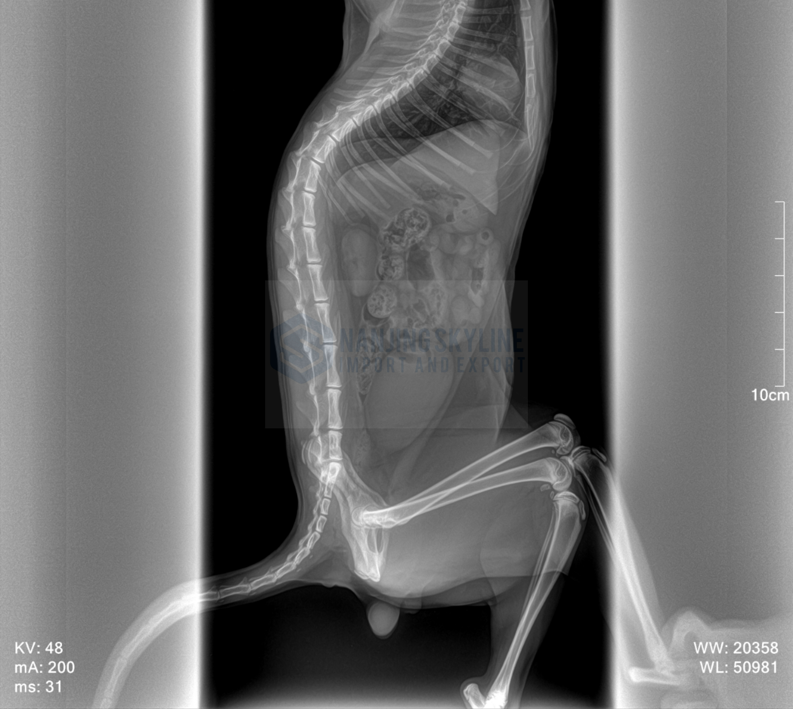  Animal X-ray Machine