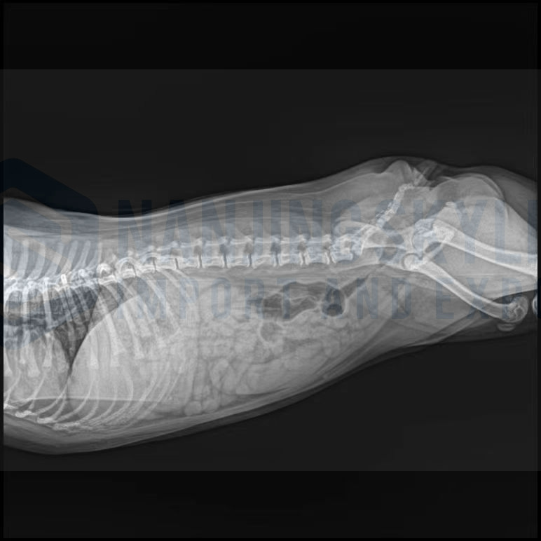 Animal Portable Pet DR（5KW)