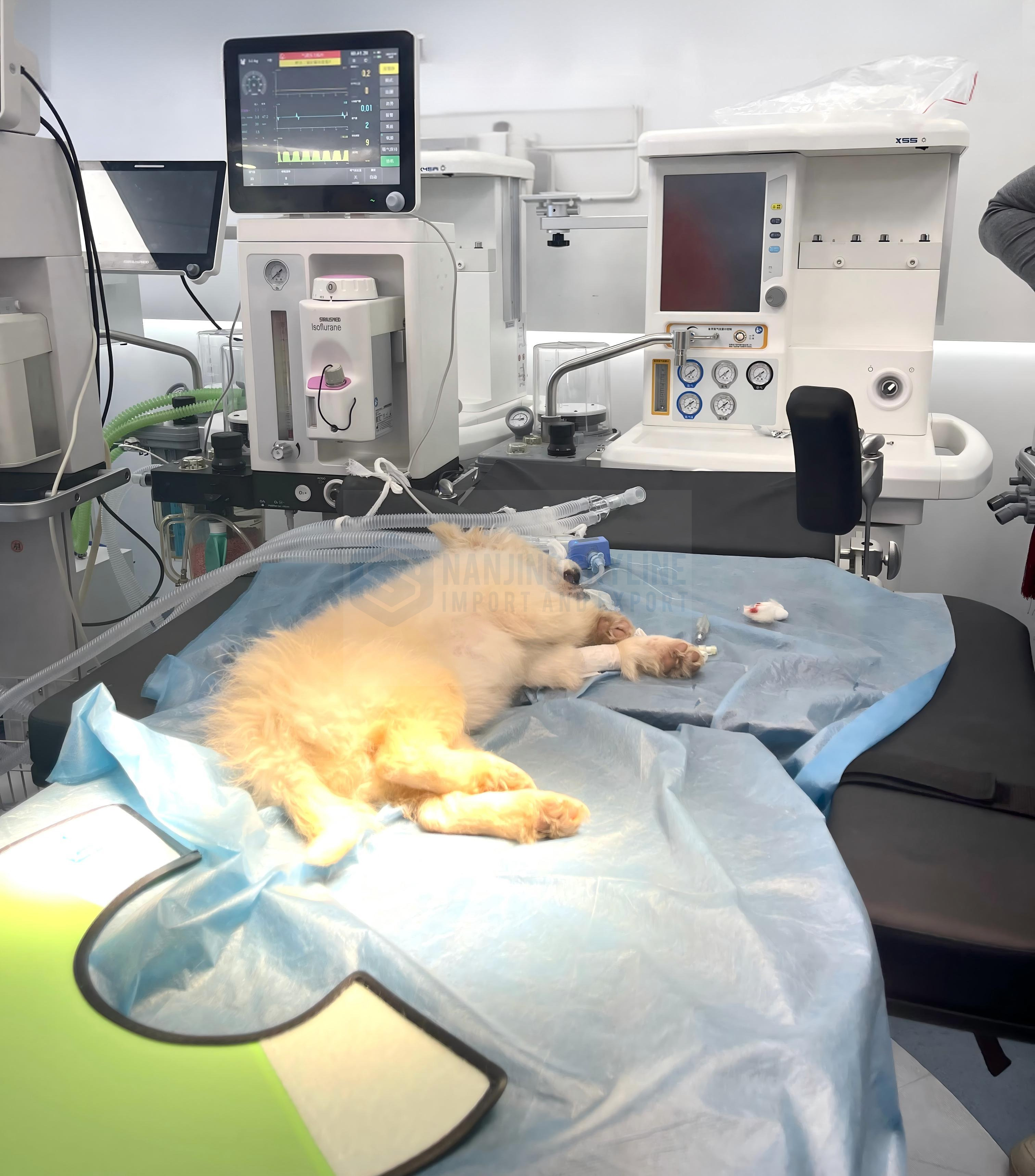 Animal Anaesthesia Machine