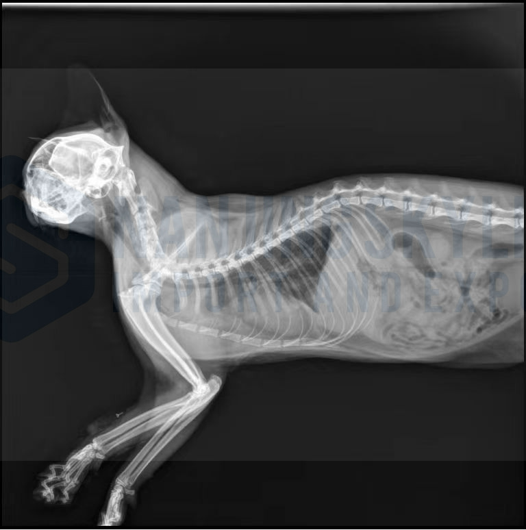 Animal Portable Pet DR（5KW)