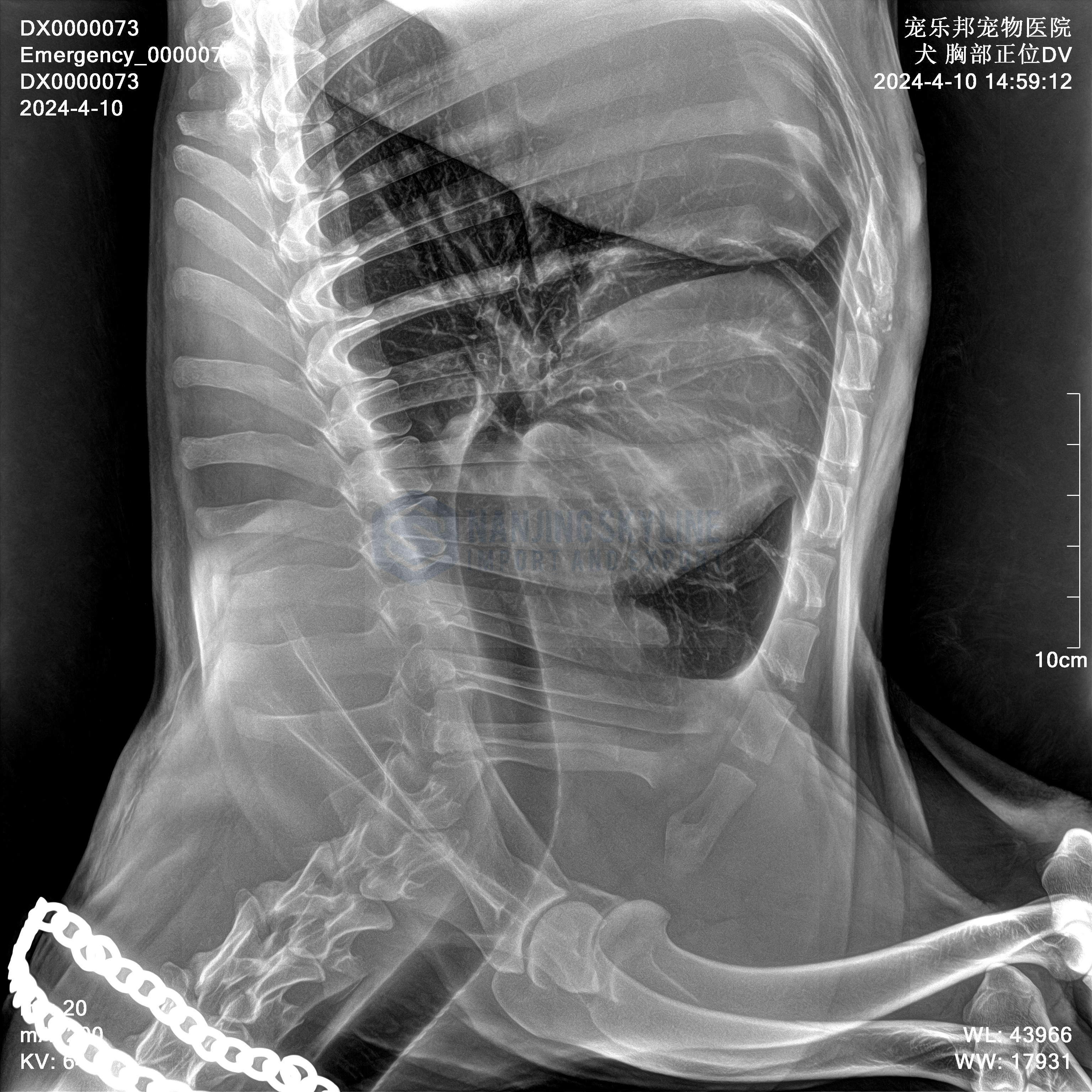  Animal X-ray Machine