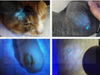 Veterinary Wood Lamp