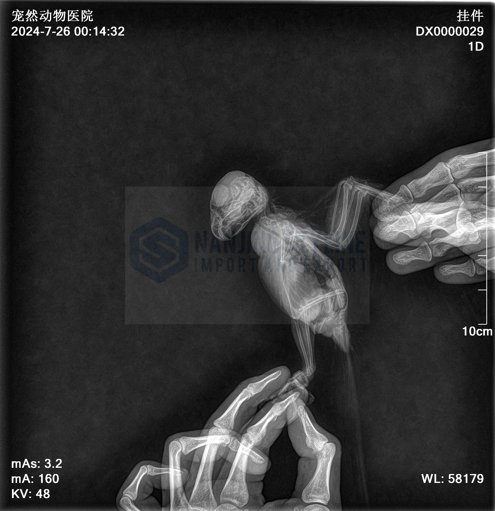  Animal X-ray Machine